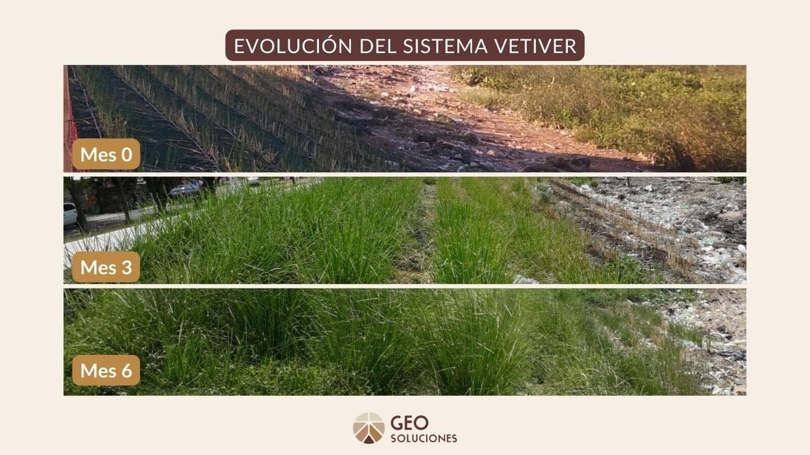 El Sistema Vetiver para regenerar ecosistemas 